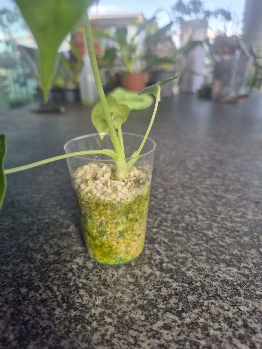 Pflanzen & Samen: Alocasia Frydek – Gebraucht aus Urtenen-Schönbühl von Pflanzenherberge 2