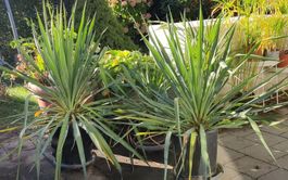 2xBlaue Yucca Palme Palmlilie Pflanze Balkon Terrasse Zimmer