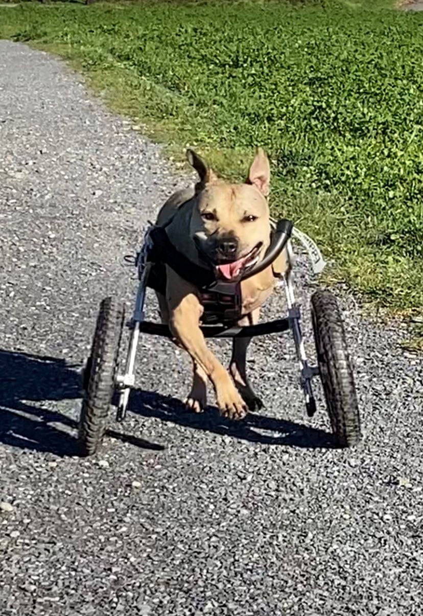 Sedie a rotelle: Hunde Rollstuhl von EDDIE'S WHEELs – Usato da Widen venduto da goofy124 1