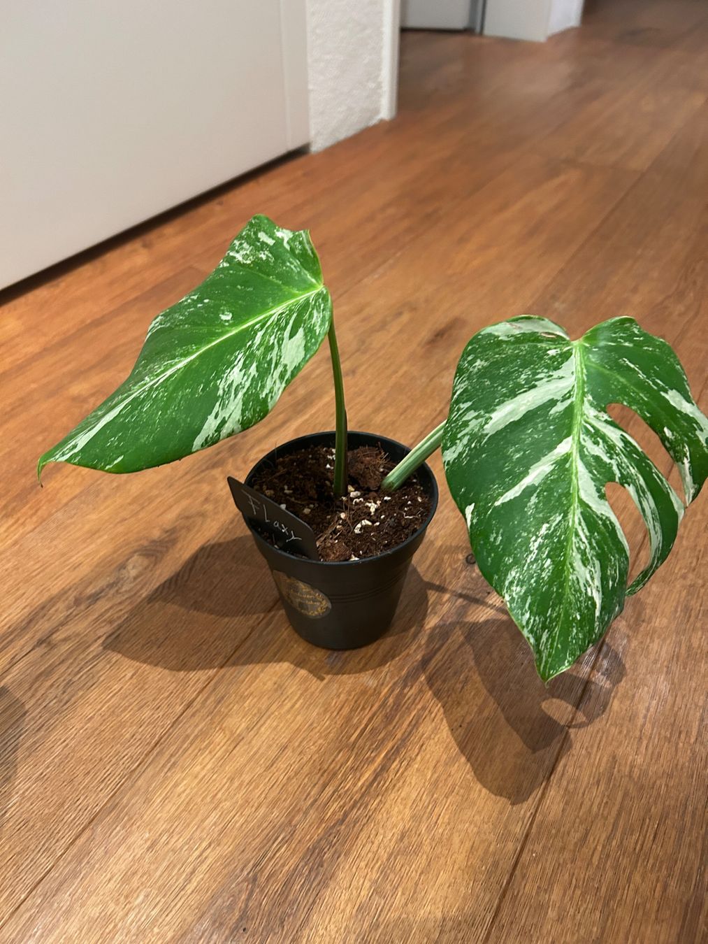 Pflanzen & Samen: Monstera variegata💚 – Gebraucht aus Wattwil von Mikesplantshop 1
