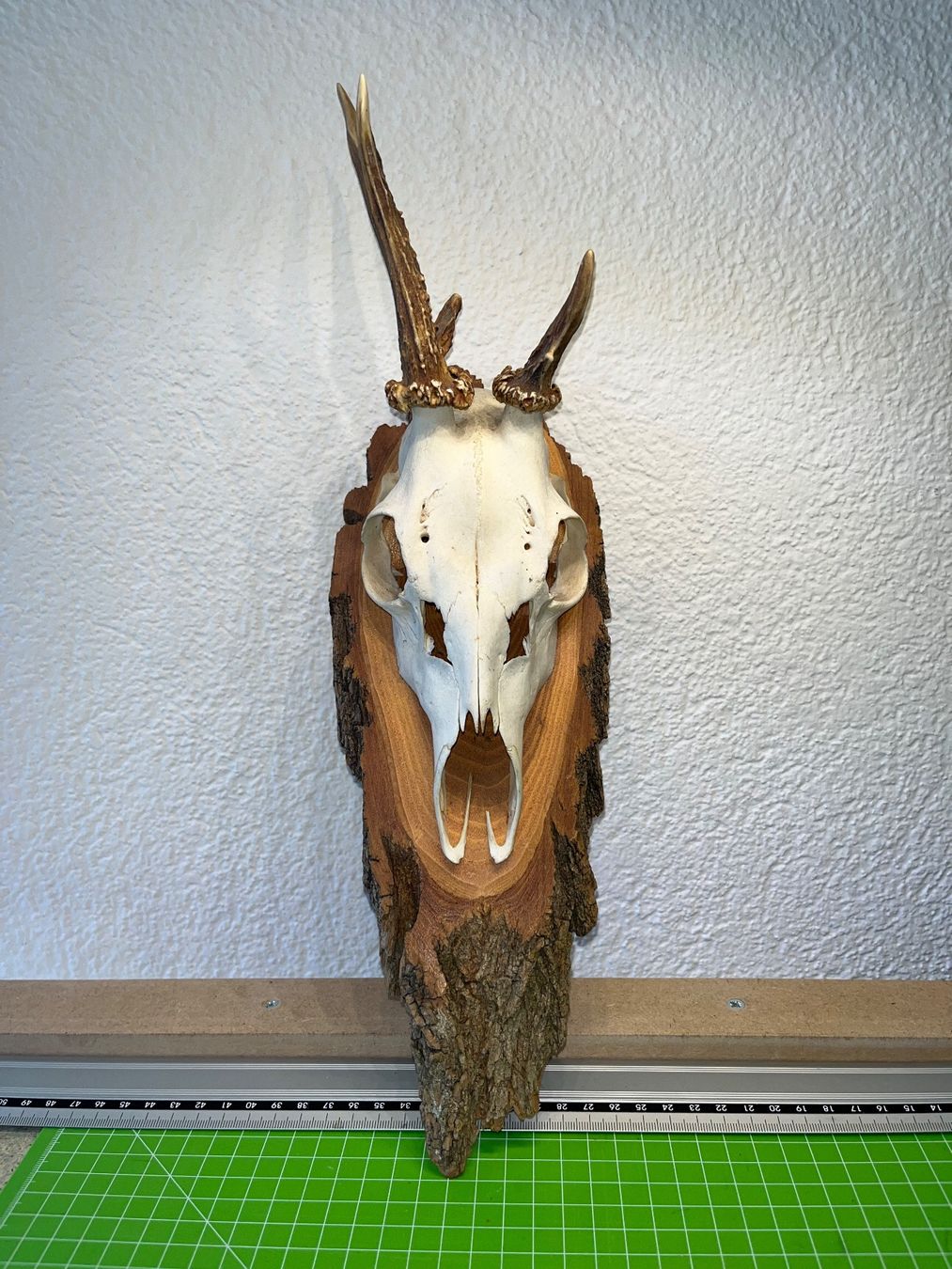 Altre raccolte & rarità: Geweih / Jagdtrophäe – Nuovo (secondo la descrizione) da Oberrieden venduto da ODINSLEFTEYE