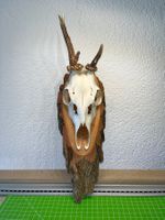 Geweih / Jagdtrophäe