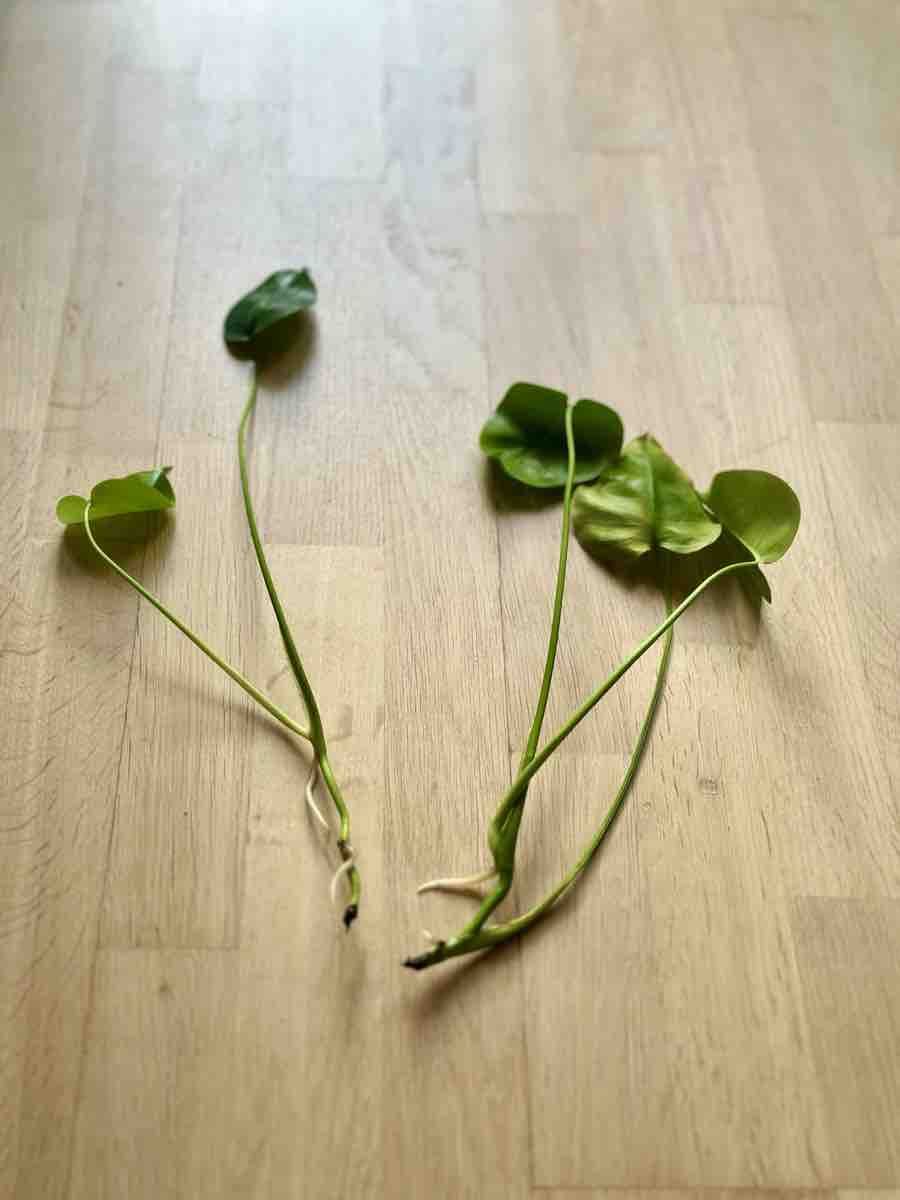 Plantes & graines: Monstera Ableger (2 Stück) – Neuf (Voir description) à Bern par ACR12 1