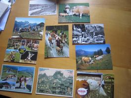 No 17 schöne Postkarten Kühen