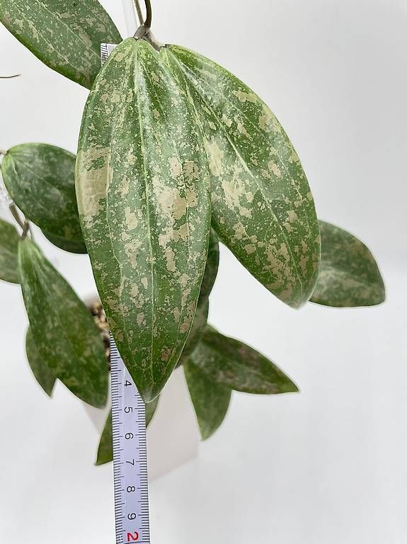 Piante & sementi: Hoya verticillata IML 1618 in Semihydro – Nuovo (secondo la descrizione) da Bühler venduto da googelibear 4