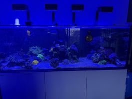 Diverse tropische Fische aus privater Aquaristik!