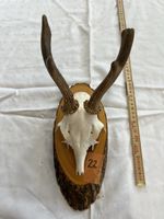 Gehörn eines Rehbocks (Jagdtrophäe) Reh Geweih