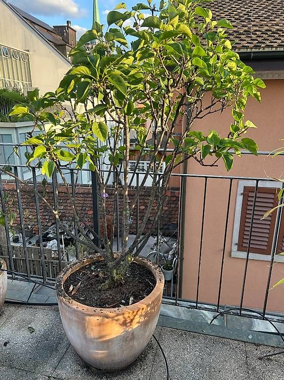 Piante & sementi: DRINGEND! Magnolie & Flieder & Bambus & Rhododendron im Topf – Usato da Saas-Grund venduto da BuenosAires03 3