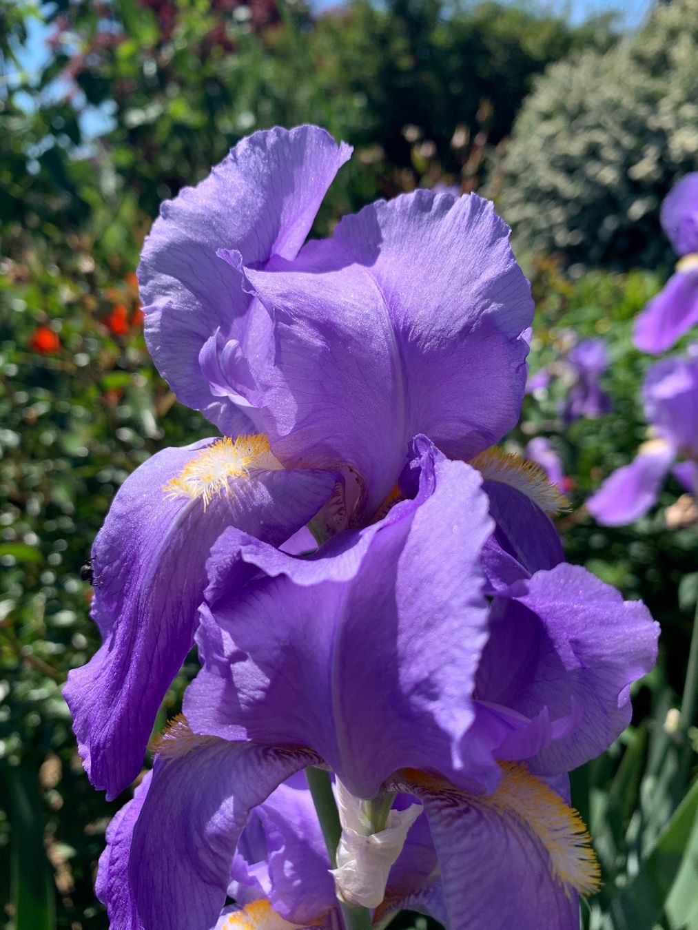 Pflanzen & Samen: 3 Bart-Iris Schwertlilien winterharte Gartenpflanze Versand – Neu (gemäss Beschreibung) aus Auenstein von mar_8mxd 6