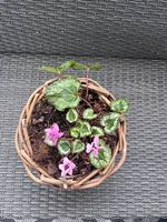 Dekorativer Alpenveilchen (Cyclamen) im Weidenkorb