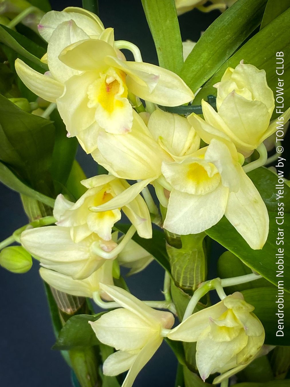 Piante & sementi: DENDROBIUM NOBILE STAR CLASS YELLOW - leuchtend gelb blühend – Nuovo e nell'imballaggio originale da Adliswil venduto da MarkyForest