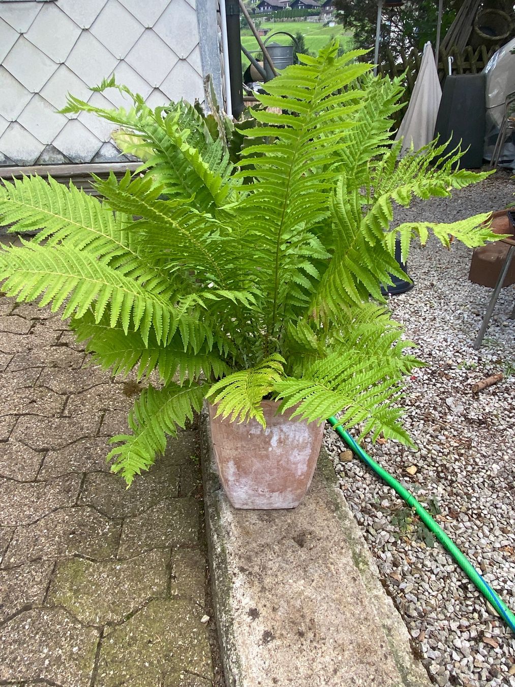 Plantes & graines: Gartenpflanzen – D'occasion à Krummenau par Schmudel 1