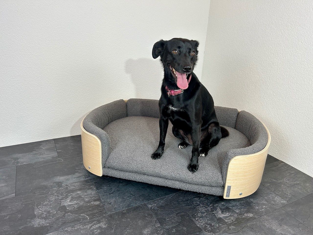 Cucce & Letti: PFOTE® Hundesofa aus Sperrholz – Nuovo e nell'imballaggio originale da Sirnach venduto da XELOonlineGmbH 1