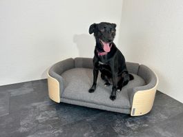 Sofa für Hunde aus Holz