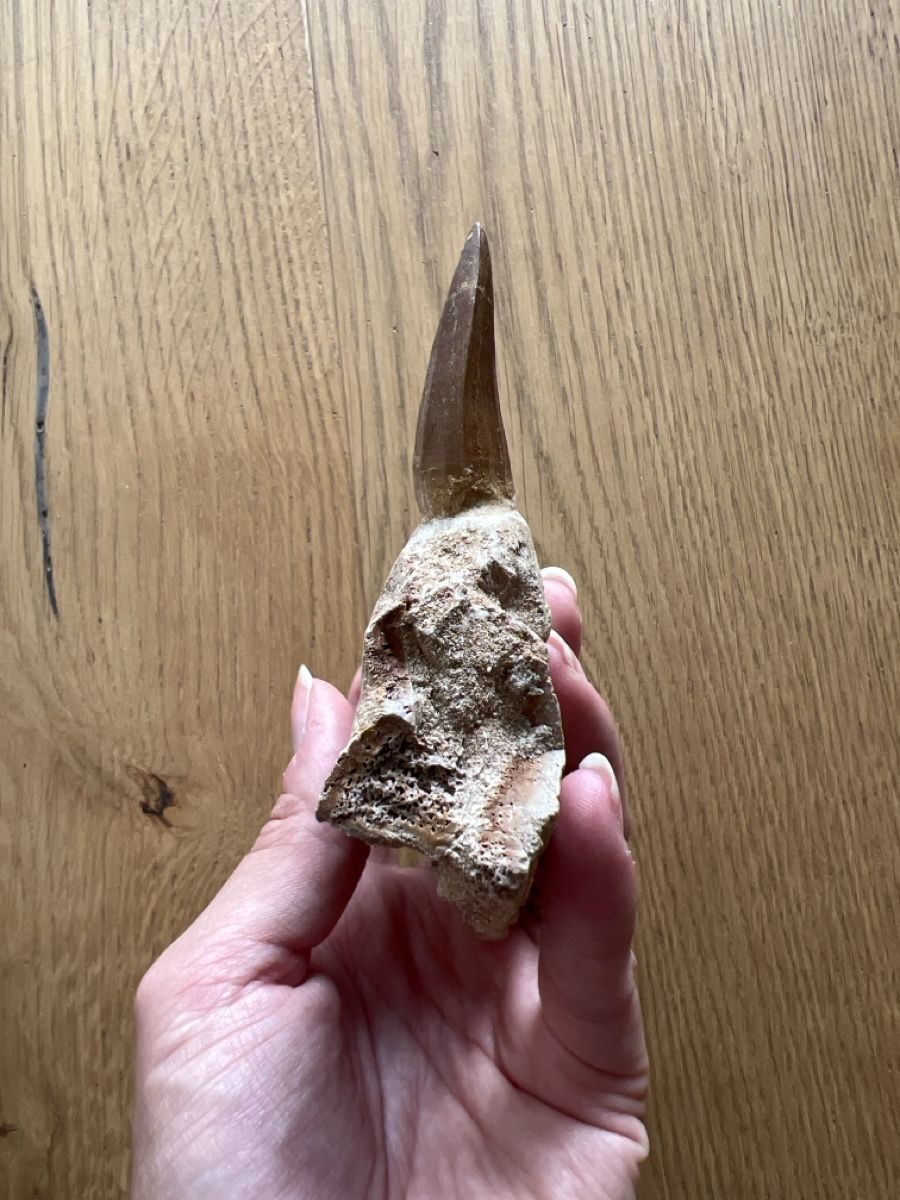 Fossili: Mosasauruszahn mit Kieferfragment – Usato da Ebikon venduto da Angelheart1000 3
