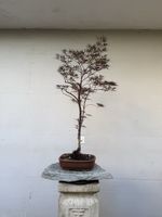 Acer palmatum Firecracker mit hochwertiger Bonsaischale AB 1