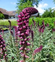 Purpur Gilbweiderich - Lysimachia atropurpurea - 200 Samen