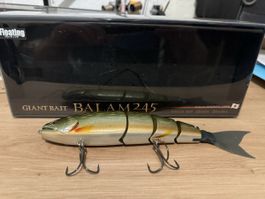 Balam 245