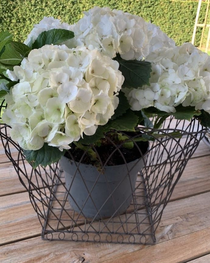 Pots de fleurs: 5 Körbe aus Draht für Blumen oder Zapfen eckig NEU – Neuf (Voir description) à Ellikon an der Thur par Bali1999 4
