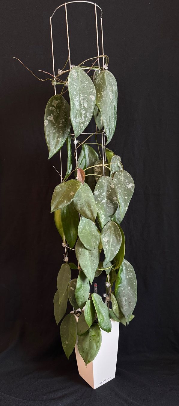Pflanzen & Samen: Hoya sangguensis Borneo mit Blüte – Neu (gemäss Beschreibung) aus Bühler von googelibear
