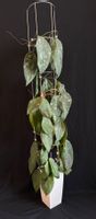 Hoya sangguensis Borneo
