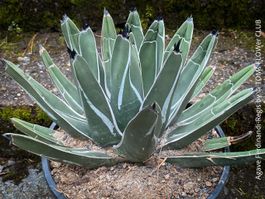 Agave Ferdinandi-Regis - die Königin der Agaven für Dich