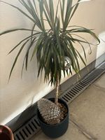 Dracaena marginata Pflanze mit Topf guter Zustand