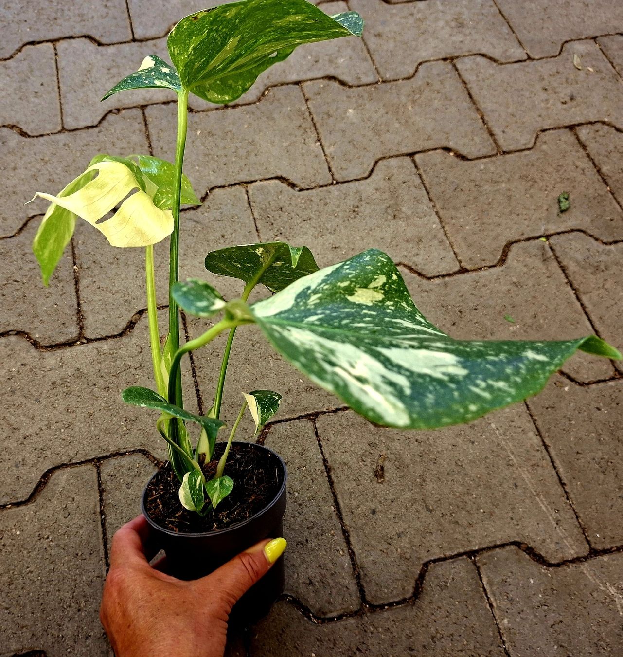 Totale Raritt: Monstera Deliciosa Aurea Variegata 30cm (Neu und  originalverpackt) in Rovio fr CHF 99  mit Lieferung auf Ricardo kaufen