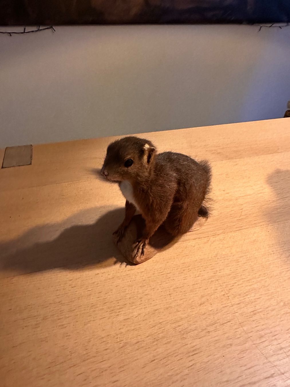 Il mondo degli animali: Präpariertes Eichhörnchen – Usato da Arboldswil venduto da Rhacodactylus 2