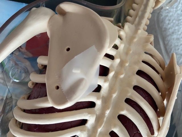 Spielzeuge: Edu Science Anatomisches männliches Modell – Gebraucht aus Schinznach-Dorf von Rur25 2