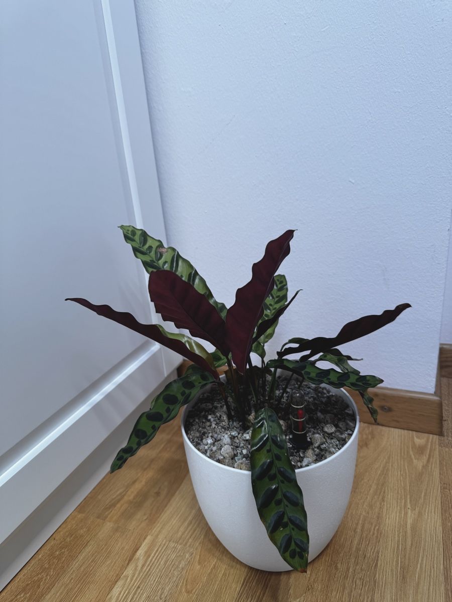Piante & sementi: 🌱 Calathea lancifolia – Usato da Niederbuchsiten venduto da GreenGems 2