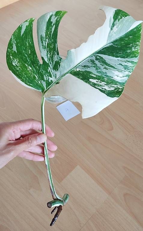 Piante & sementi: Monstera Deliciosa Albo Variegata 4. – Nuovo (secondo la descrizione) da Ebnat-Kappel venduto da Zearara 2