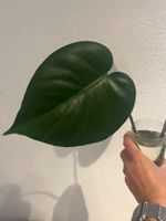 Monstera Deliciosa Ableger