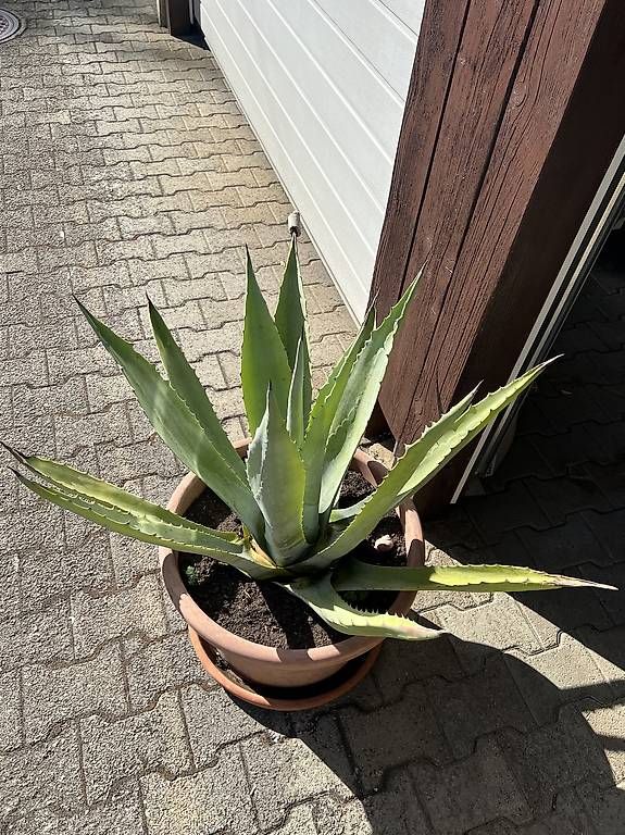 Pflanzen & Samen: Agave im Topf – Gebraucht aus Riniken von Rikaner 1