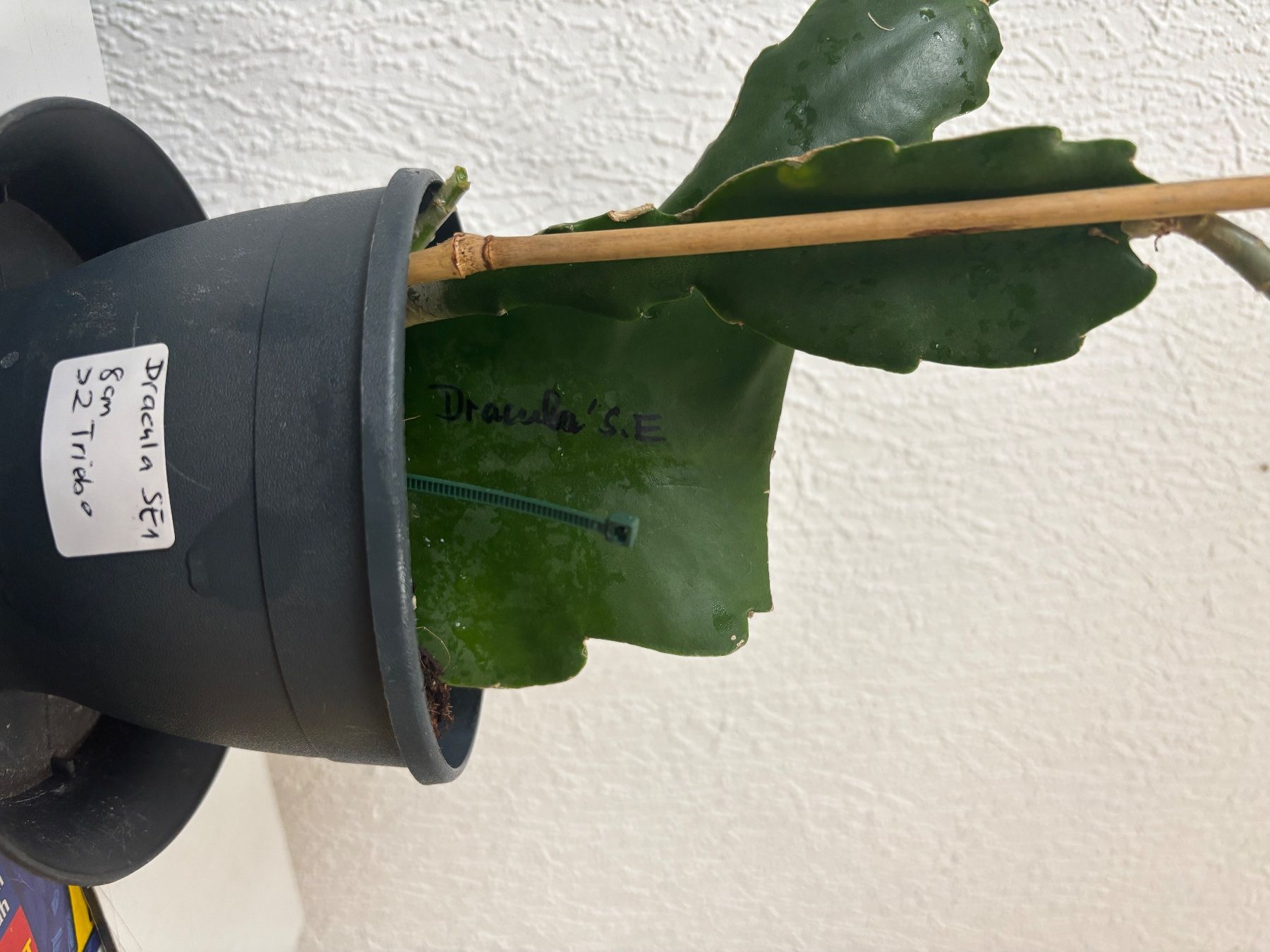 Piante & sementi: Dracula's Saturday Epiphyllum epicactus – Usato da Stallikon venduto da k2d_lcg9 1