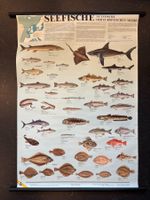 Schulwandbild / Naturtafel: Seefische