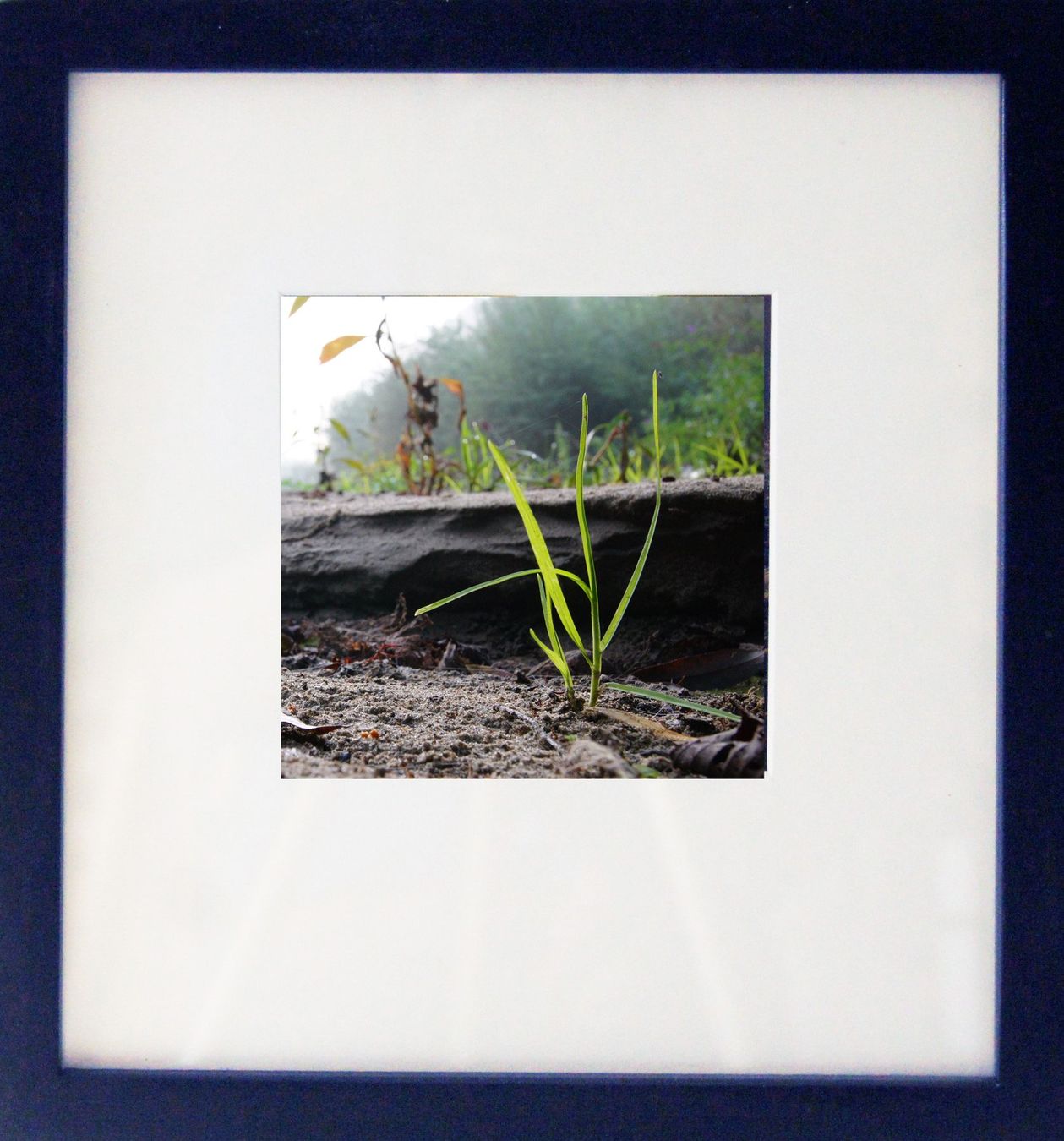 Poster & Bilder: Fotografie: Grashalm – Neu (gemäss Beschreibung) aus Fribourg von erw_68dx