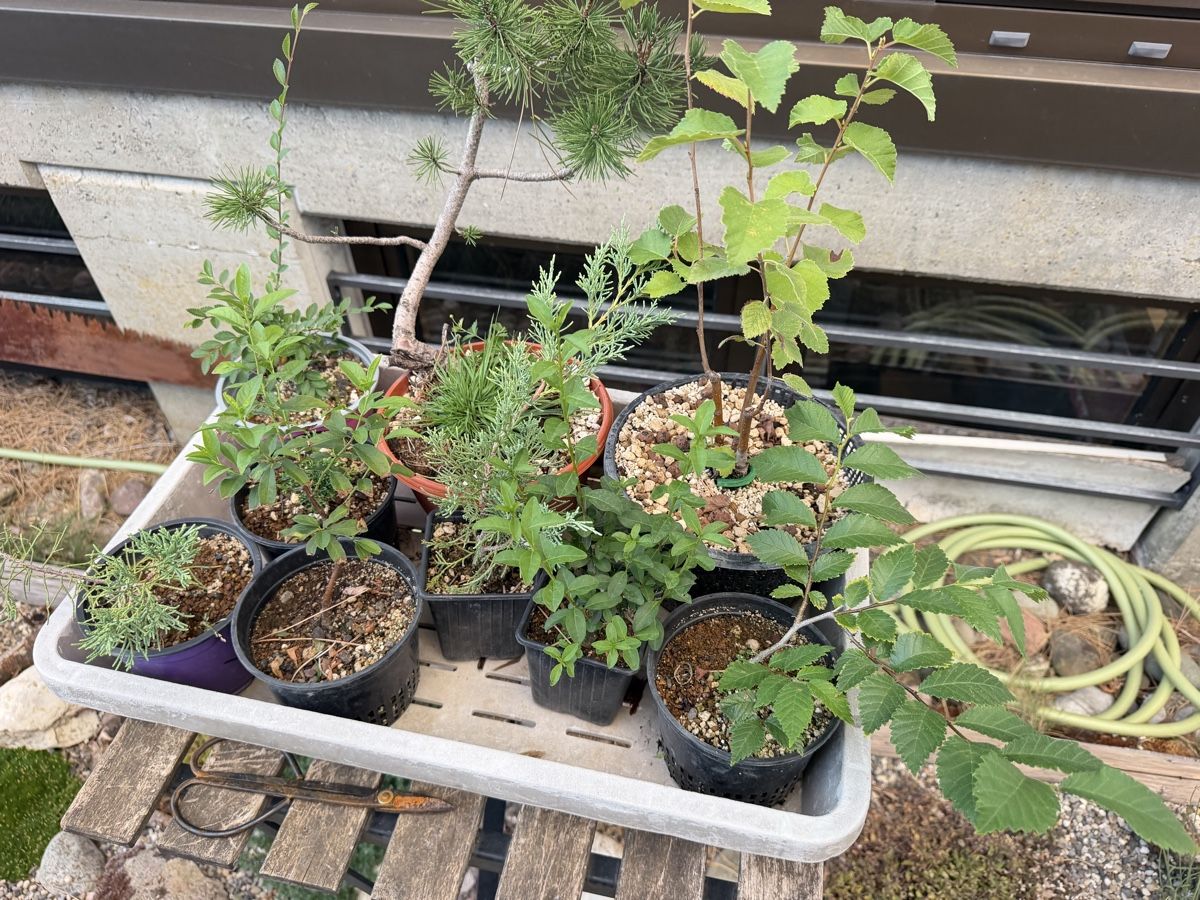 Piante & sementi: Diverse Bonsai Jungpflanzen – Nuovo (secondo la descrizione) da Suhr venduto da BonsaiGutzi 2