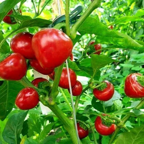 Piante & sementi: 100 Cherry Chili Kirchchili Samen – Nuovo (secondo la descrizione) da Ehrendingen venduto da VerveinaSamen 3