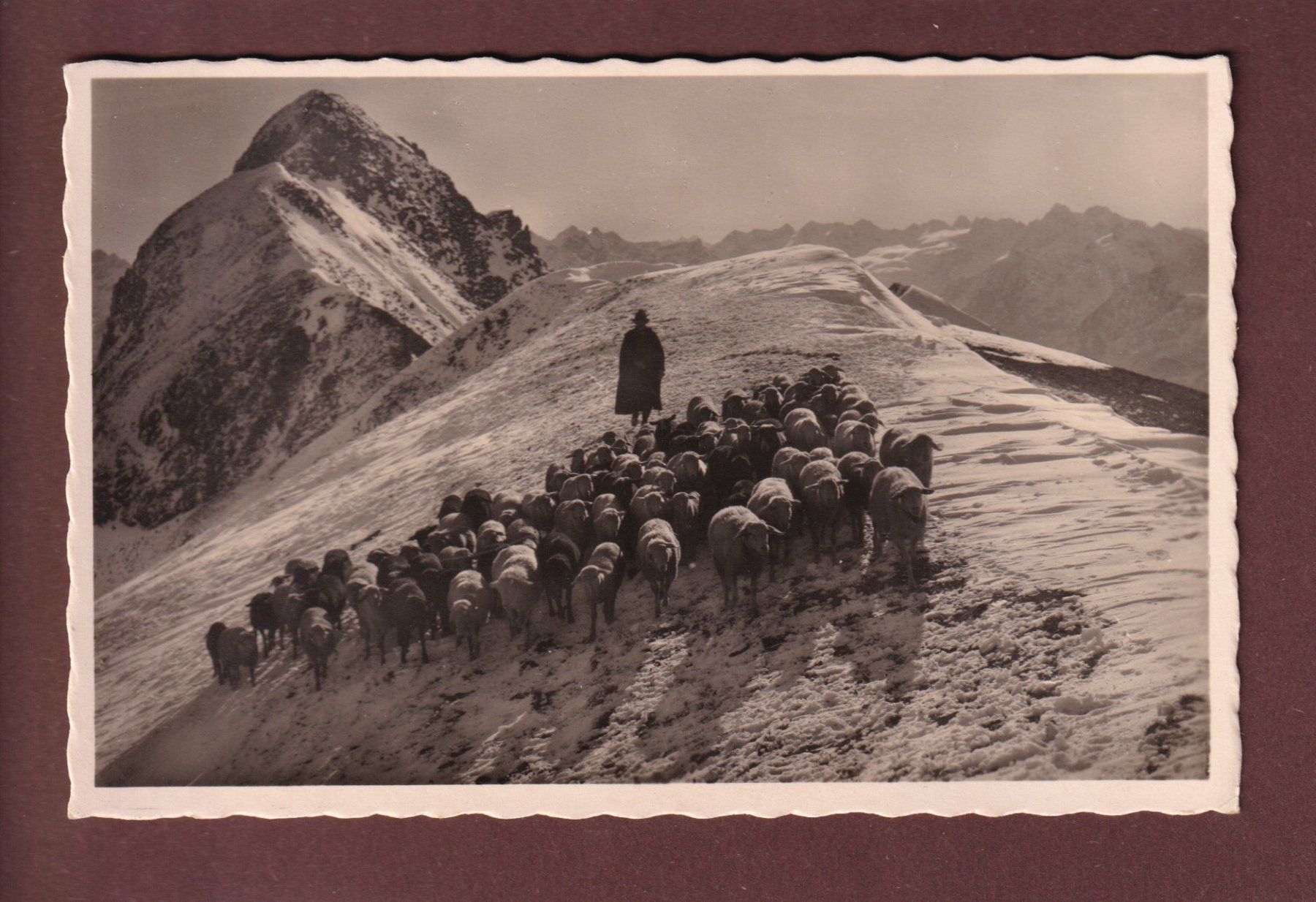 Cartoline postali: DAVOS - Parsenngebiet - Schafherde – Usato da Pully venduto da nicecards