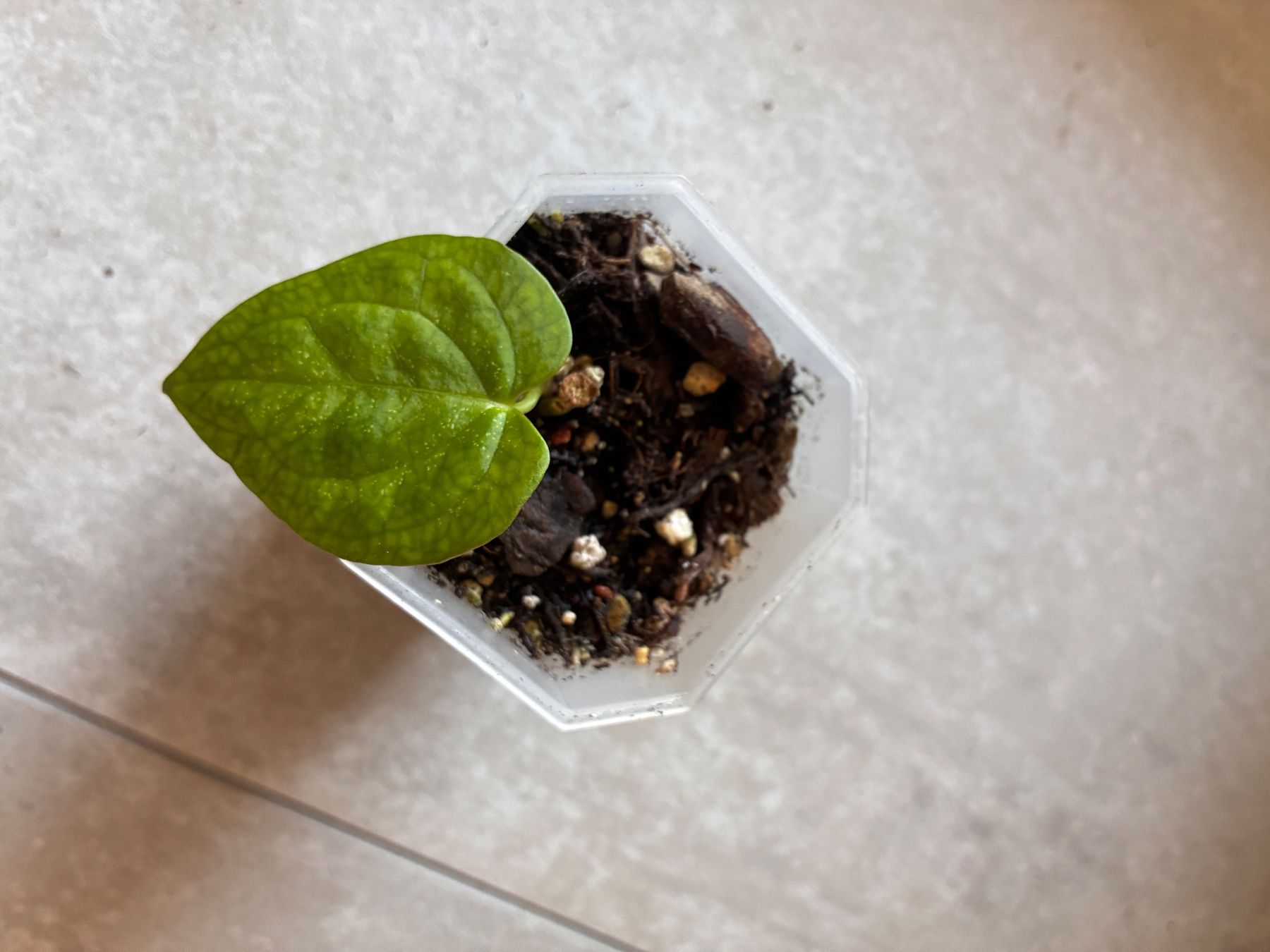 Piante & sementi: Anthurium RVDP x Black Sweet – Usato da Alchenflüh venduto da Timmmsen 1