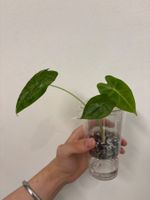 😍 Alocasia Frydek Baby (Nr. 4)