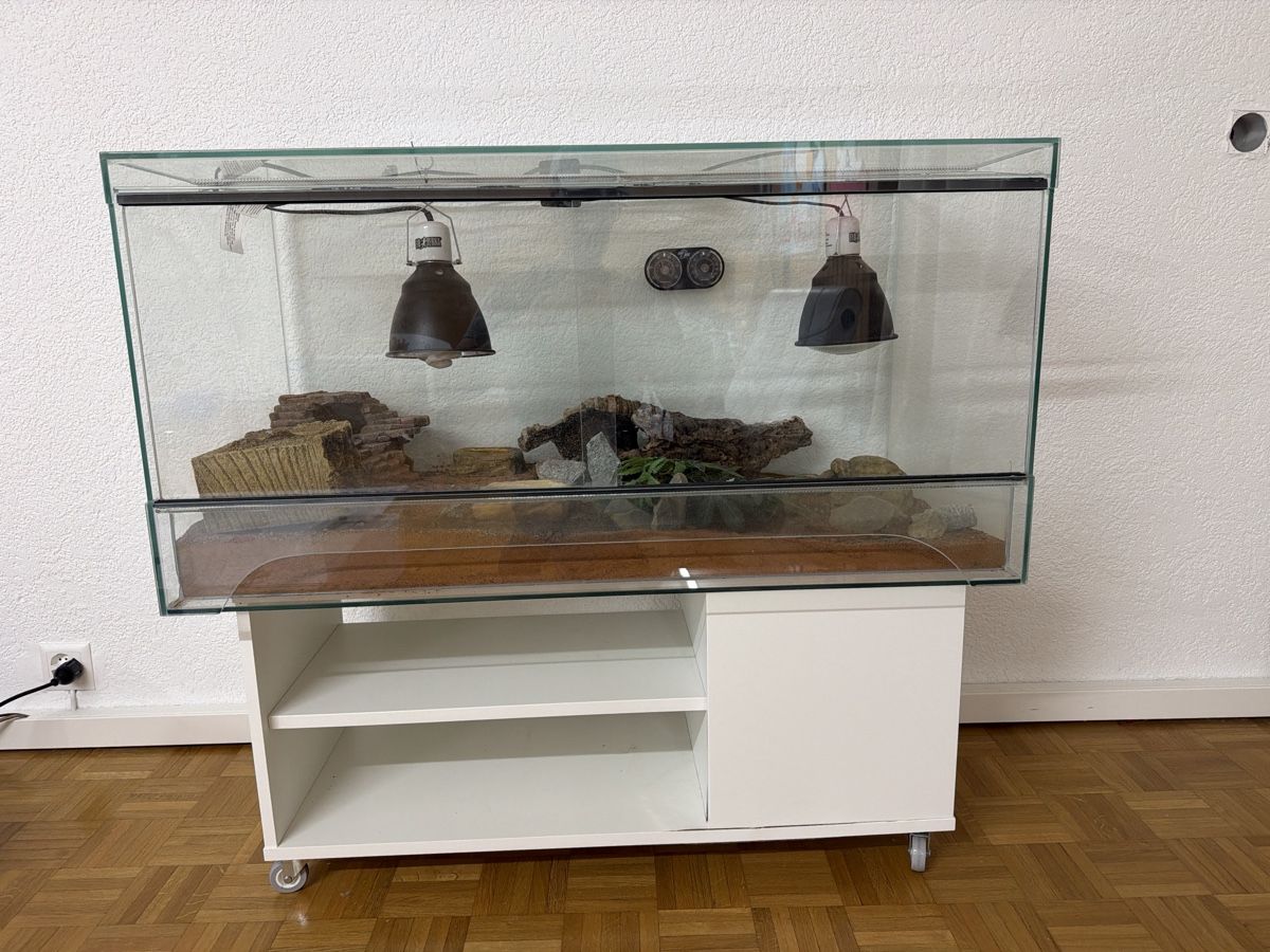 Terrario: Terrarium 100 x 50 x 50cm Leopardgecko – Usato da Menziken venduto da Razak