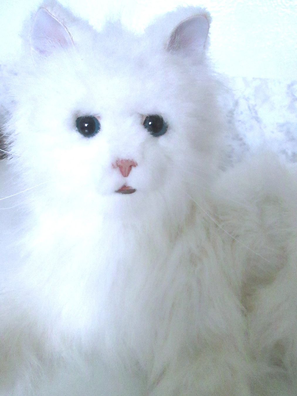 FurReal Spielzeuge: Für Real Plüschkatze – Gebraucht aus Sementina von babucia 1