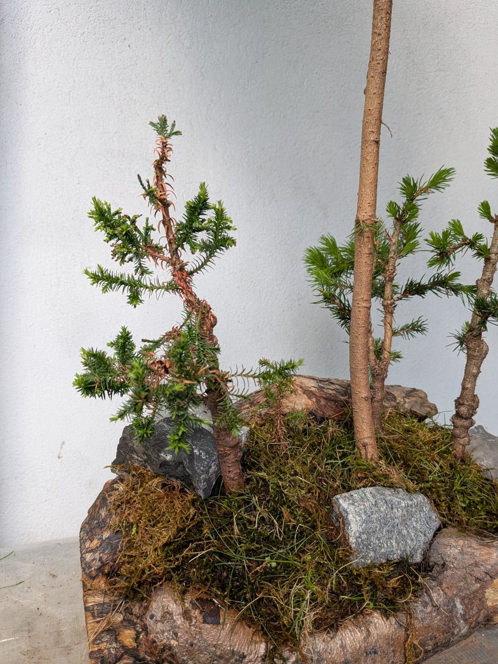 Piante & sementi: Bonsai-Wald – Usato da Bern venduto da Hydrom 2