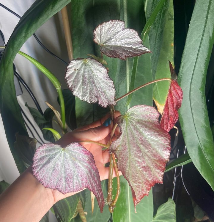 Begonia Two Face” Ableger Kaufen Auf Ricardo