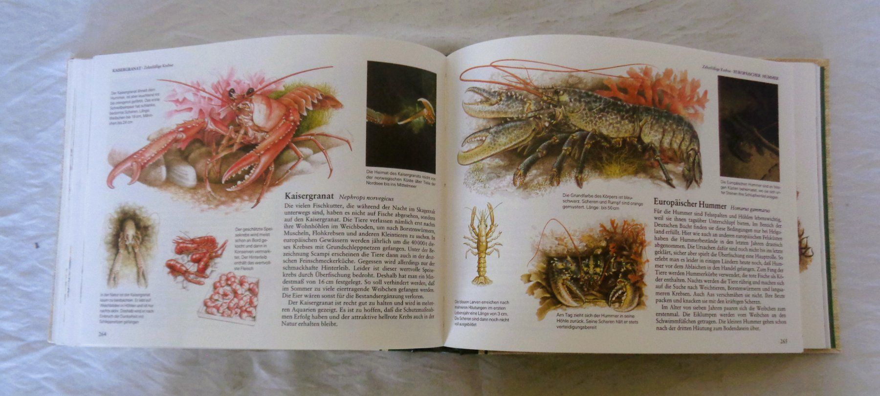 Libri: Fische + andere Wassertiere  Mitteleuropas / Buch 1986 – Usato da Bellach venduto da JingleJerry 7