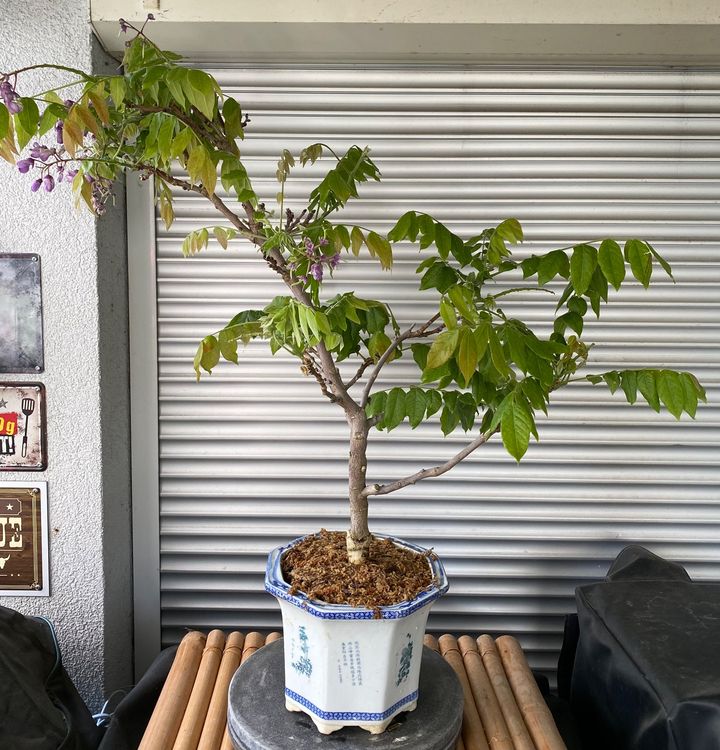 Kunst Bonsai Bonsai Wisteria Floribunda Alba | Echte Glyzinie Aus Japan |  Wei Blhend, Ca. 45-50 Cm Hoch In Keramiktopf Weie Blten Bonsai