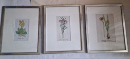 3er Set: Gerahmte botanische Frühlingsblumen-Illustrationen
