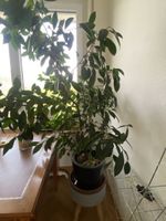 Grosse Zimmerpflanze Ficus Benjamini 